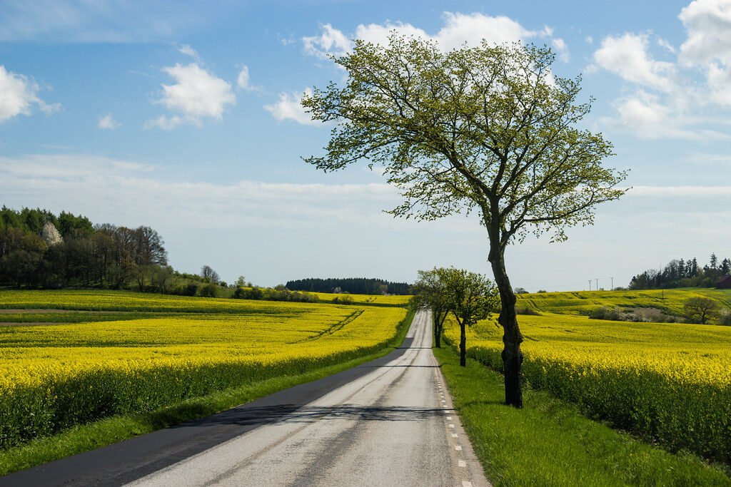 Country road beside a yellow field
